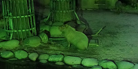 ナイトズーのカピパラ| キャステル | CASTEL ディズニー情報