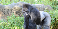 東山動物園のゴリラ| キャステル | CASTEL ディズニー情報