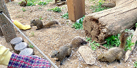 約200匹のリスを放し飼い| キャステル | CASTEL ディズニー情報