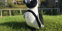 ケープペンギンぬいぐるみ（サンシャイン水族館オリジナル）| キャステル | CASTEL ディズニー情報