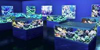 DMMかりゆし水族館の展示/海のいきもの達| キャステル | CASTEL ディズニー情報