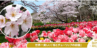 はままつフラワーパークの桜とチューリップ| キャステル | CASTEL ディズニー情報