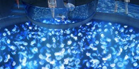 すみだ水族館のクラゲ| キャステル | CASTEL ディズニー情報