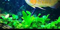 カワスイの魚| キャステル | CASTEL ディズニー情報