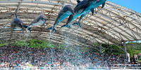 美ら海水族館のイルカショー| キャステル | CASTEL ディズニー情報