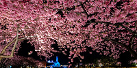 桜の時期のなばなの里イルミネーション| キャステル | CASTEL ディズニー情報