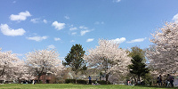 としまえん跡地の大部分は広い公園へ| キャステル | CASTEL ディズニー情報