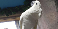 室内で自由に過ごす鳥を間近で見学／那須どうぶつ王国| キャステル | CASTEL ディズニー情報