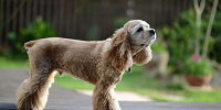 レディの犬種は「アメリカン・コッカー・スパニエル」| キャステル | CASTEL ディズニー情報