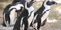 ケープペンギン| キャステル | CASTEL ディズニー情報