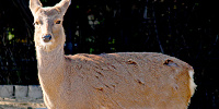ニホンジカ／天王寺動物園| キャステル | CASTEL ディズニー情報