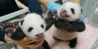 【2021】上野動物園で双子パンダを解説！名前はシャオシャオ＆レイレイに決定！一般公開はいつから？