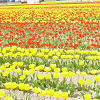【北海道】観光におすすめの花畑13選！ラベンダー、ひまわり、バラが咲く英国ガーデンも