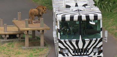 再開は 多摩動物公園のライオンバスが休止中 工事内容 建設中の