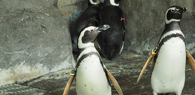 比較 しながわ水族館の近くのお得な駐車場まとめ 公式駐車場 大