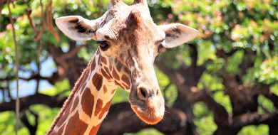 【北海道】子供に人気のおすすめ動物園8選！体験型や野生のクマに会えるスポットが満載