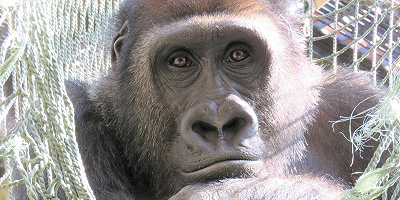 【2023】京都市動物園のチケット料金・割引方法を徹底解説！安くお得に入園する方法とは？