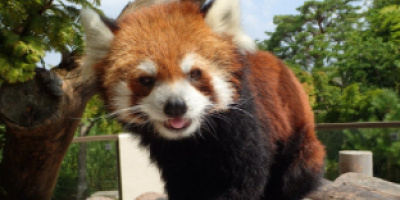京都市動物園のおすすめの駐車場5選！安くて便利なおすすめの駐車場はどこ？