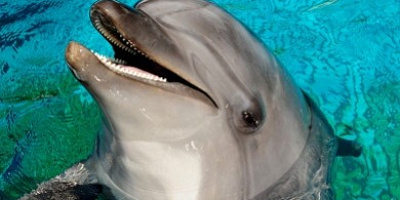 京都水族館のイルカショーを解説！基本情報、場所取りや混雑、フード情報と楽しみ方まとめ