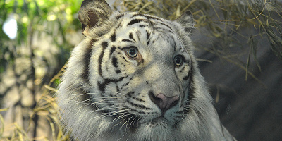 【ニフレル】ホワイトタイガーの魅力を徹底解説！名前はアクア！神秘のトラの暮らしが丸わかり！