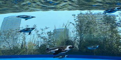 サンシャイン水族館を徹底解説！歴史、見どころ、チケット、アクセス、カフェ、お土産情報を総まとめ！