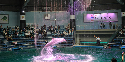 マクセル アクアパーク品川を徹底解説！見どころ、イルカショー、アトラクション、カフェ、お土産情報まとめ