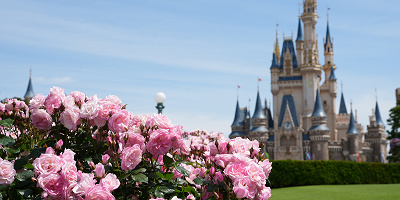 ディズニーランド シーに咲く花の見頃はいつ 花の種類や花壇の場所