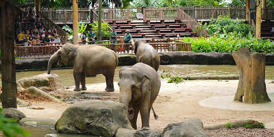 【シンガポール動物園のアクセス】電車(MRT)・バス・タクシーでの行き方を徹底解説！