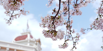 ディズニーランド＆シーの桜スポット10ヶ所まとめ！開花時期をチェックして春のパークでお花見を楽しもう