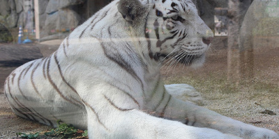 【2019】東武動物公園の完全ガイド！乗り物、イベント、お土産、アクセス、チケット、レストラン