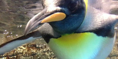 【八景島シーパラダイスの駐車場】場所＆値段まとめ！直営と周辺駐車場・混雑する時期をチェック！