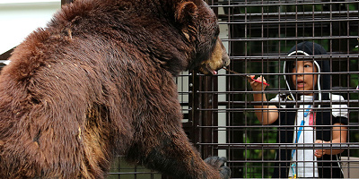 【2019】富士サファリパーク徹底解説！チケット・サファリツアー・フードコート・アクセスまとめ！