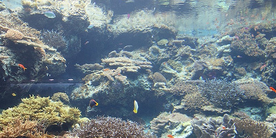 沖縄にある水族館7選！美ら海・久米島ウミガメ館・ブセナ海中公園・かりゆし水族館まとめ！