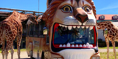 【2019】那須サファリパークの割引料金まとめ！割引クーポン使って楽しもう！