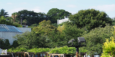 【上野動物園】シャンシャンの成長記！生まれたのはいつ？現在の混雑まとめ！