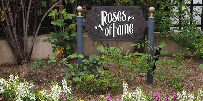 【USJ】5月が見ごろ！パーク内のバラ園「ローズ・オブ・フェイム」とは？著名人にちなんだ品種も