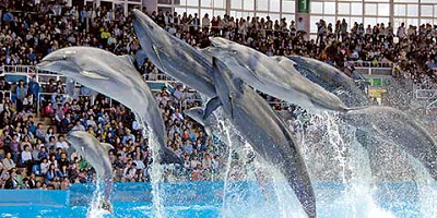 【アドベンチャーワールド】チケットの種類＆買い方まとめ！2020年3月の料金改定対応版！