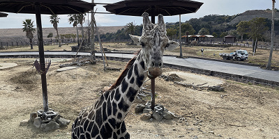 【2022】アドベンチャーワールドのサファリを徹底解説！会える動物、回り方、アクティビティまとめ！