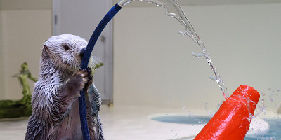 鳥羽水族館のラッコに会いに行こう！2頭のラッコのプロフィール、魅力いっぱいのラッコの秘密や生態を詳しく解説！