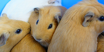 【2022】天王寺動物園の駐車場情報！料金はいくら？駐車可能台数や近隣の駐車場情報も