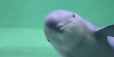 鳥羽水族館へ遊びに行こう！料金、見どころ、ランチ、アクセス、お土産情報総まとめ！