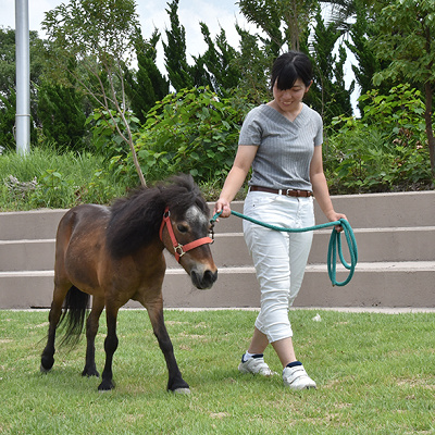 ミニチュアホースと散歩