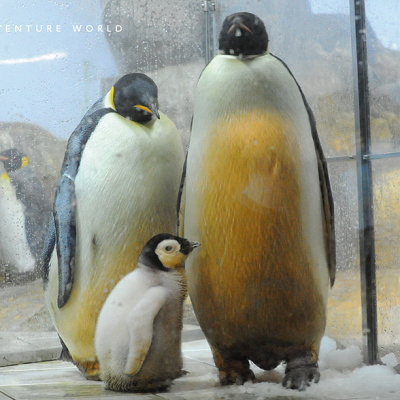 キタイワトビペンギン キャステル Castel ディズニー情報