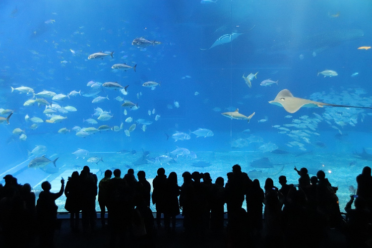 美ら海水族館徹底ガイド チケット料金 割引方法まとめ お土産やランチ