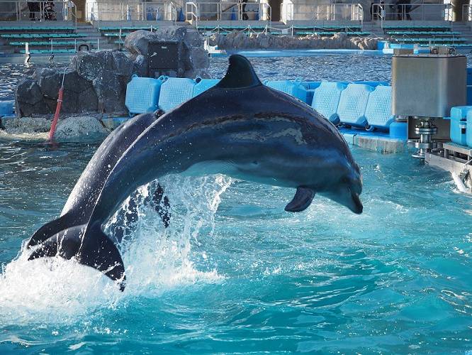 19 名古屋港水族館のチケット料金はいくら 通常料金 夜間料金 周辺施設と