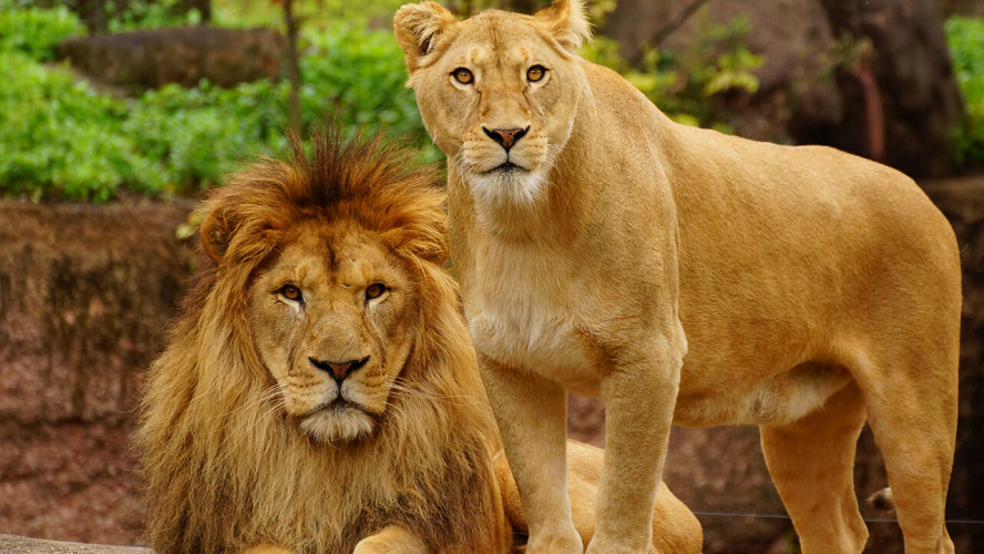 天王寺動物園の事前予約ってなに 予約が必要な日 予約方法