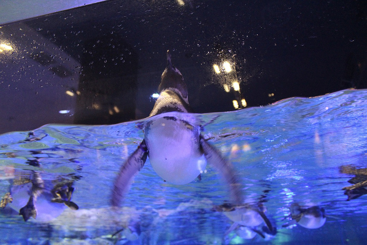 すみだ水族館 ペンギン好き必見 名前 赤ちゃんに会える時期 ペンギンカフェを紹介