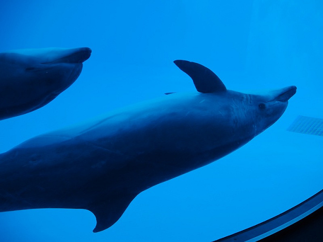 シャチがいる水族館 名古屋港水族館を徹底解説 料金 動物 おすすめのランチまで