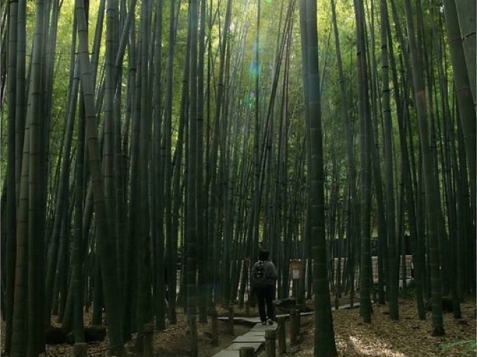 【鎌倉】竹林が美しい報国寺の魅力を紹介！歴史、見どころ、アクセス、拝観方法まとめ