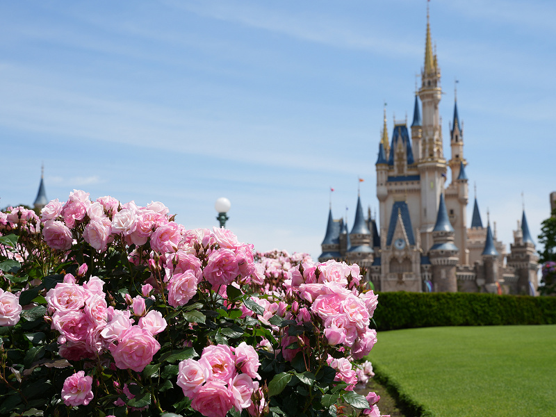 ディズニーランド シーに咲く花の見頃はいつ 花の種類や花壇の場所